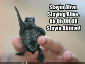 BrousBlog11a Turtle Stayin' Alive
