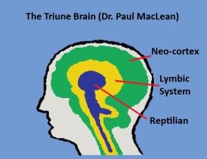 Triune Brain1 McClean