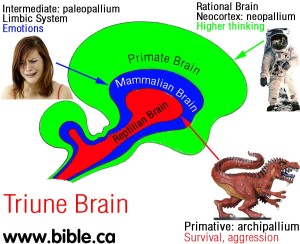 Triune Brain2 w. functions