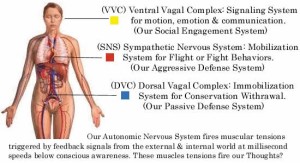 Polyvagal Anatomy Diagram