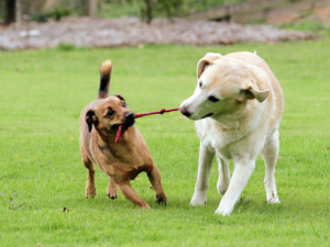 Mammal Play dogs2