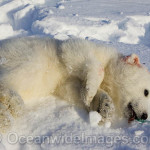 polar-bear-cub out of anesthesia