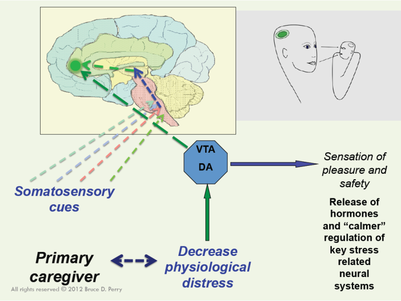 How Your Brain Works 101 "Don